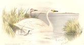 INDIAN GAME BIRDS. Bewick's Swan (Cygnus Bewicki). Chromolithograph. FINN 1915