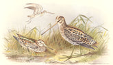 INDIAN GAME BIRDS. Common & Jack-Snipe (Gallinago Gallinula & Scolopacinus) 1915