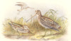 INDIAN GAME BIRDS. Common & Jack-Snipe (Gallinago Gallinula & Scolopacinus) 1915