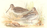 INDIAN GAME BIRDS. Eastern Solitary Snipe (Gallinago Solitaria). FINN 1915