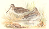 INDIAN GAME BIRDS. Eastern Solitary Snipe (Gallinago Solitaria). FINN 1915