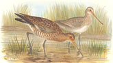 INDIAN GAME BIRDS. Black-Tailed Godwit (Limosa Aegocepala). FINN 1915 print