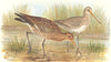 INDIAN GAME BIRDS. Black-Tailed Godwit (Limosa Aegocepala). FINN 1915 print