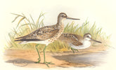 INDIAN GAME BIRDS. Armstrong's Yellowshanks (Totanus Haughtoni). FINN 1915