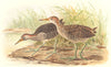 INDIAN GAME BIRDS. Blue-breasted Banded Rail. Chromolithograph. FINN 1915