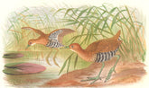INDIAN GAME BIRDS. Banded Crake (Porzana Euryzonoides). Chromolitho. FINN 1915