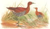 INDIAN GAME BIRDS. Andamanese Banded Crake (Euryzona Canningi). FINN 1915