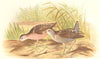 INDIAN GAME BIRDS. Little Crake (Porzana Parva). Chromolithograph. FINN 1915