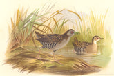 INDIAN GAME BIRDS. Eastern Baillon's Crake (Crex Baillonii). FINN 1915 print