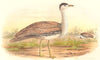 INDIAN GAME BIRDS. The Great Indian Bustard (Eupodotis Edwardsii). FINN 1915