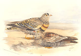INDIAN GAME BIRDS. Close-Barred Sand-Grouse (Pterocles Lichtensteini). FINN 1915