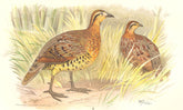 INDIAN GAME BIRDS. Bamboo Partridge (Bambisicola Fytchii). FINN 1915 old print