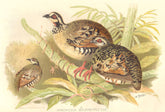 INDIAN GAME BIRDS. Brown-breasted Hill-Partridge (Arboricola Brunneipectus) 1915