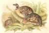 INDIAN GAME BIRDS. Brown-breasted Hill-Partridge (Arboricola Brunneipectus) 1915