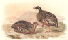 INDIAN GAME BIRDS. Painted Bush-Quail (Perdicula Erythrohyncha). FINN 1915