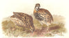 INDIAN GAME BIRDS. Rain Quail (Coturnix Coromandeliea). Chromolitho. FINN 1915