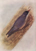 INDIAN BIRDS. The Velvet-fronted Nuthatch 1943 old vintage print picture