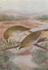 INDIAN BIRDS. The White-eye 1943 old vintage print picture