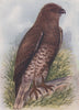 INDIAN BIRDS. The Short-toed Eagle 1943 old vintage print picture