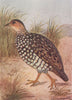 INDIAN BIRDS. The Painted Partridge 1943 old vintage print picture