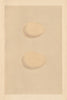 BRITISH BIRD EGGS. Long-tailed Duck. Harlequin Duck. MORRIS 1866 old print