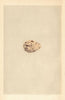 BRITISH BIRD EGGS. Roseate Tern. MORRIS 1866 old antique vintage print picture
