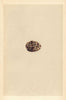 BRITISH BIRD EGGS. White-winged black tern. MORRIS 1866 old antique print