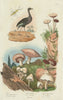 Agami (Pale-winged Trumpeter). Fungi. Agaric. Agaonidae (Fig wasp) 1833 print