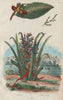 PLANTS. Anacardier (Cashew). Ananas Sauvage. Pineapple 1833 old antique print