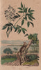 PRIMATES. Aye Aye. Azédarach (Bead Tree, Chinaberry) 1833 old antique print