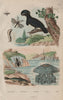 Gurnard. Umbrellabird. Broscus cephalotes. Cepheus jellyfish. Cephus 1833
