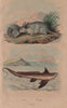 Chimère (Chimaera). Chinchilla 1833 old antique vintage print picture