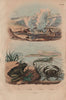 Crabe (Crab). Crangon (caridean shrimp). Crapaud (Toad). Geysers 1833 print