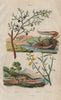 Gelasime (long-fingered fiddler crab). Genista germanica. Genet. Juniper 1833