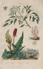 Gomart. Gorgonian coral. Gouet (Italian Arum) 1833 old antique print picture