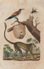 ANIMALS. Guenon. Guèpe (Wasp). Guépier (Bee Eater). Primate 1833 old print