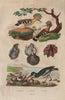 Huitres (oysters). Huitrier (Oystercatcher). Huppe (Hoopoe). Molluscs 1833