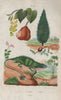 Taxus baccata (English Yew). Igname (Yam). Iguane (Iguana) 1833 old print