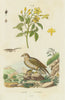 INDRE. Jean Leblanc (Short-toed Snake Eagle). Jasmin (Jasmine) 1833 old print