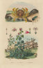 Matutidae (moon crab). Malva sylvestris (Mallow). Cicindela (tiger beetle) 1833