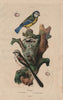 BIRDS. Eurasian blue-tit. Long-tailed-tit. 1833 old antique print picture