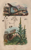 Moisissures (mold). Mola (Ocean Sunfish). Molène (Mullein) 1833 print
