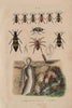 Mygale pionière (Trapdoor spider) avec son nid (its nest). Mylabris beetles 1833