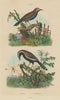 Mymaridae (Fairyfly). Myiotheretes (Tyrant birds) 1833 old antique print