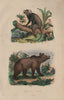 PRIMATES. Ouistiti (Marmoset). Ours Brun (Brown bear) 1833 old antique print
