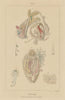 MOLLUSC PHYSIOLOGY. Viscères Viscera digestive system. Mollusques Zoophytes 1833