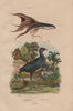 Poule Sultane (Purple Swamphen). Poulpe voile (Glowing sucker octopus) 1833