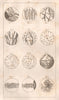 FARMING. Grains. BUFFON 1837 old antique vintage print picture