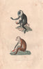 PRIMATES. Ouanderou (Macaque); Maimon (Mandrill). BUFFON 1837 old print