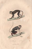 PRIMATES. Mouslac (Moustached Guenon); Douc. BUFFON 1837 old antique print